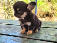 TEACUP CHİHUAHUA DİŞİ