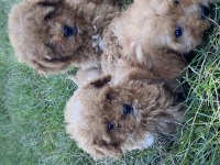 Orjinal Maltipoo Bebekler