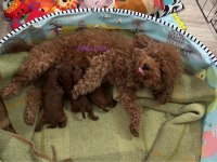 DARK RED POODLE YAVRULAR