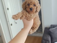 DÜNYA TATLISI POODLE KALİTELİ BEBEKLER