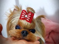 Şecere Evraklı Yorkshire Terrier Yavrular