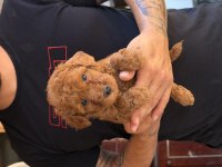 PREMIUM KALİTE TOY POODLE RED BROWN YAVRULAR