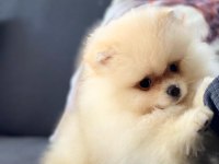 POMERANİAN YAVRULARI SİZLERİ BEKLİYOR