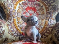 Nadir Bulunan Merle Chihuahua Dişi Yavrular