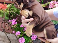 SİTENİN EN RENKLİ EN MÜTEVAZİ BULLDOG ŞEKERLERİ
