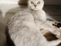 Scottish fold silver