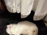 2 Aylık Scottish Fold Yavru