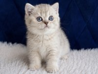 British shorthair silver yavrular