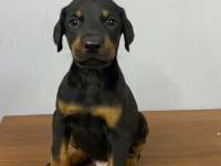 Estetikli Veya Estetiksiz Doberman Yavrular