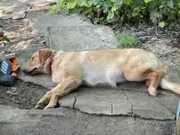 Saf kan Malinois ve Golden