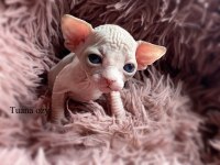 Top Quality Sphynx (Pedigreed)