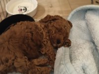 Irk ve sağlık garantili poodle bebekler