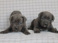 Benim cane corso köpeğim
