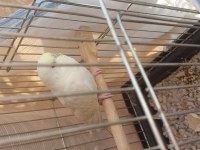 Yavru Muhabbet Kuşu
