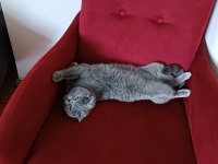 1.5 yaşında scottish fold