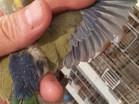 Forpus Papağanı Yavruları Erkek