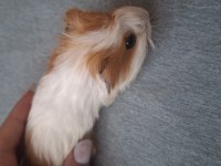 Sheltie ginepig 3 aylık