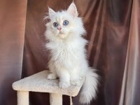 Beyaz british longhair koca kafa