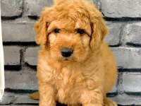 GERÇEK ORJİNAL MALTİPOO BEBEKLER POODLE AYARINDA