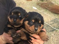 A Klass Rottweiler Yavruları