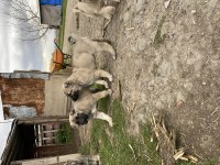 Mükemmel anatomi Kangal yavrular