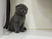 2 aylık scottish fold yavrumuza yuva arıyoruz