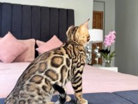 Show Class Bengal Kedisi Dişi 3 Aylık