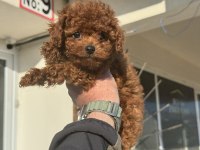 Petmode köpek çiftliğinden tea cup kore poodle