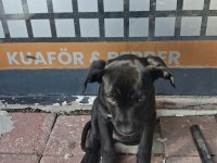 Alerjim Olduğu İçin Köpeğimi Sahiplendiriyorum