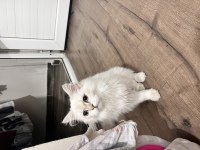 Ücretsiz british longhair kedisi