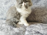 Safkan sağlıklı İran bebek kediler