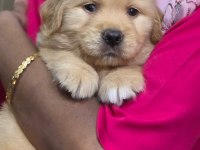 Golden retriever bebeklerim yeni ailesini arıyor
