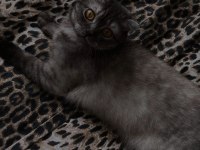 Çok sevecen uysal scottish fold
