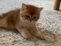 British shorthair golden shaded 2 aylık yavru dişi