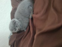Scottish Fold Erkek yavru