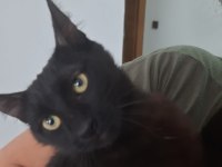 Oyuncu Bombay Kedisi