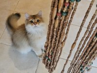 Golden british longhair bebeğimiz