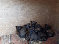 1 Aylık Erkek Safkan Belçika Kurdu