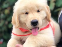 GOLDEN RETRİEVER PUPPY