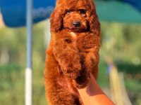 Kuyruksuz poodle