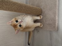 British Gold Shorthair