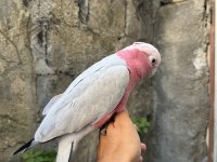 EVCİL GÜL KAKADU PAPAĞANI