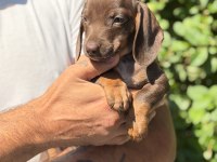Chocolatte tan yeşil gözlü dachshund yavrumuz