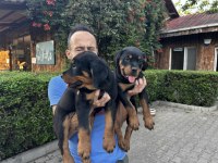 Rottweiler Yavrularımız