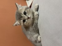 Ücretsiz Sahiplendirme British Shorthair