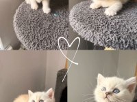 55 Günlük Scottish Fold Yavrular
