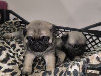 Erkek pug yavrularımız yeni ailesini arıyor