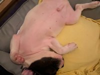 Fransız bulldog köpeği