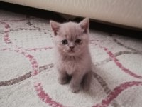 Safkan yavrular british shorthair