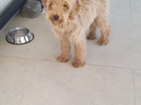 5,5 Aylık Maltipoo